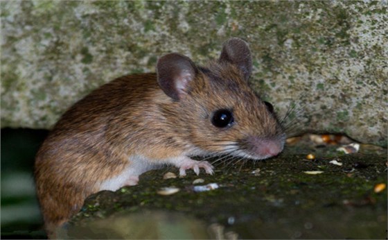 如何消滅老鼠？