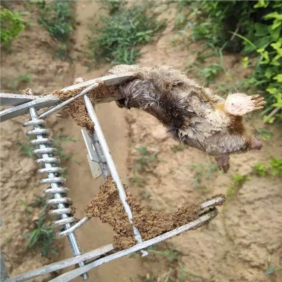 怎么消滅鼴鼠 怎么消滅鼴鼠