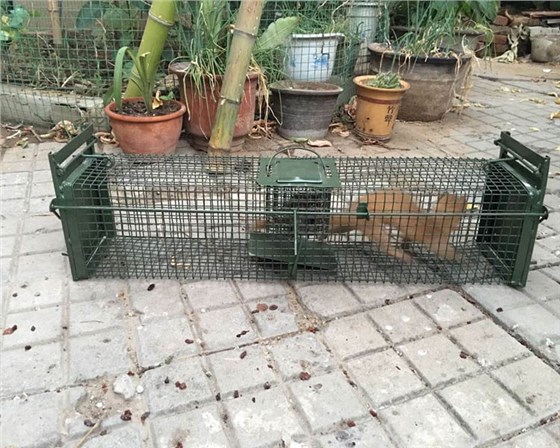 景隆2008捕捉黃鼠狼籠子 景隆2008捕捉黃鼠狼籠子