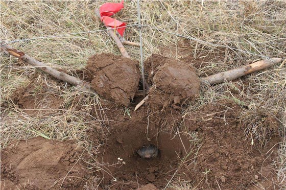 滄州景隆1018鼢鼠夾 滄州景隆1018鼢鼠夾