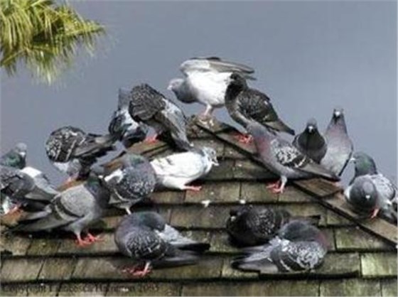 景隆防鳥刺，人道防鳥害！