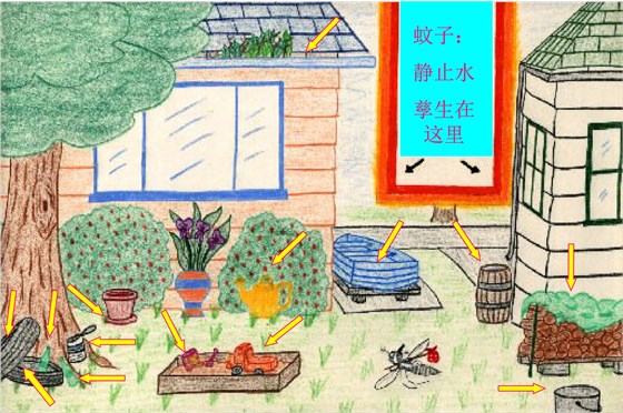 白紋伊蚊 白紋伊蚊