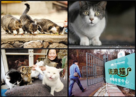 捕流浪貓 捕流浪貓