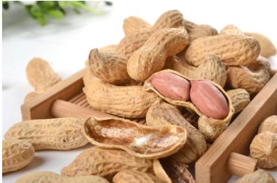 捕鼠籠里面放什么誘餌好