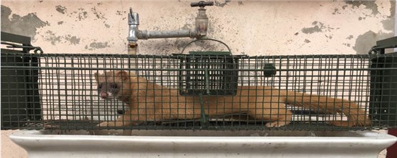 景隆捕捉黃鼠狼的籠子