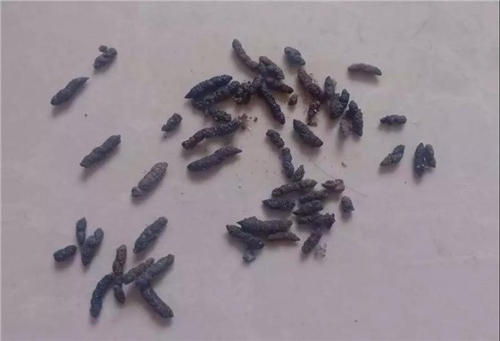 廣東毒餌站批發(fā)廠家通過(guò)鼠糞找到老鼠