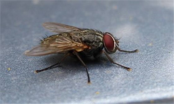 滅蠅燈廠家教你工廠滅蚊蠅要找準方法