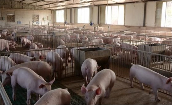 養(yǎng)殖場捕鼠器應該這么用