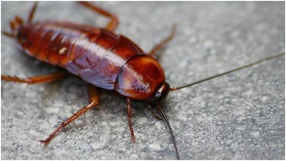 景隆介紹蟑螂擴散的2種方式