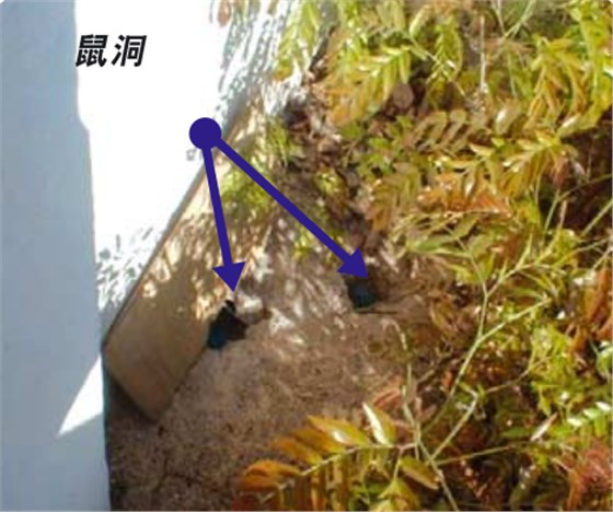 山東老鼠夾廠(chǎng)家告訴你為什么要及早修補(bǔ)老鼠洞