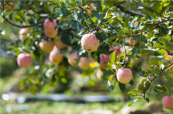 果園需要安裝殺蟲(chóng)燈嗎