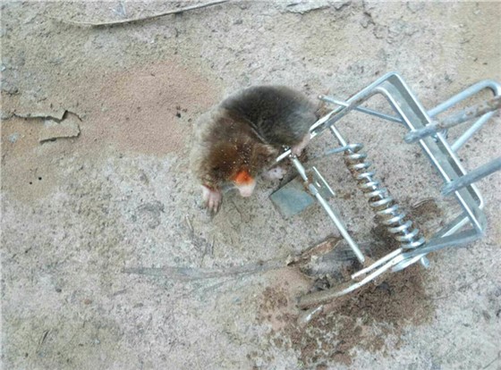 瞎鼠捕捉器 瞎鼠捕捉器