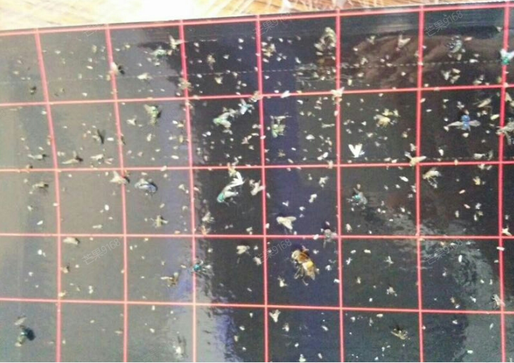 獵蠅者滅蠅燈更換粘蟲板該注意些什么