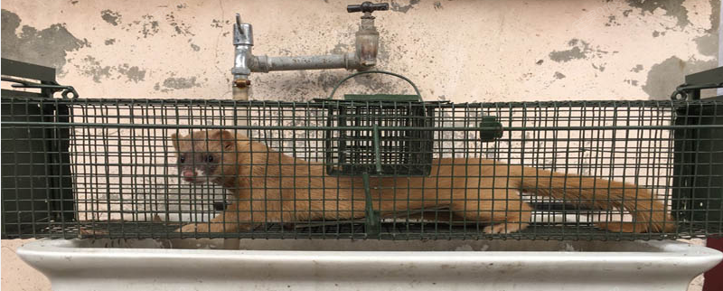 景隆捕捉黃鼠狼的籠子