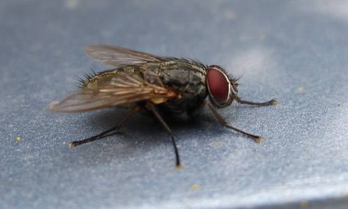 滅蠅燈廠家教你工廠滅蚊蠅要找準(zhǔn)方法