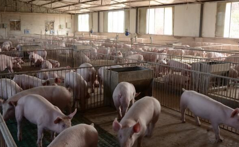 養(yǎng)殖場捕鼠器應該這么用