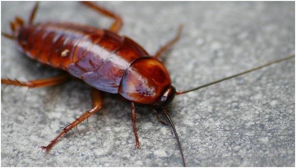 景隆介紹蟑螂擴散的2種方式