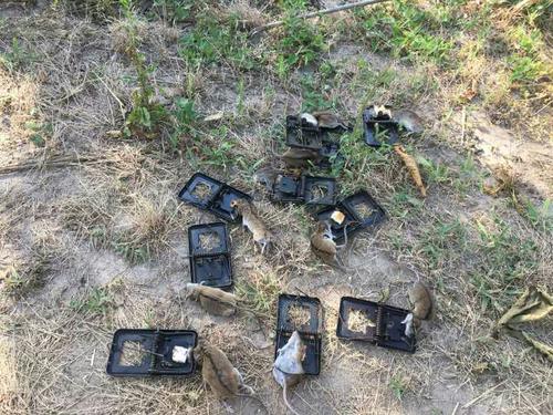 景隆老鼠夾廠家