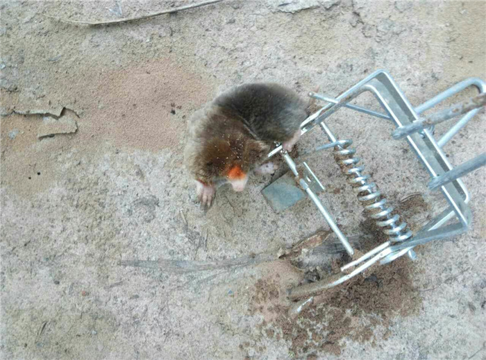 瞎鼠捕捉器 瞎鼠捕捉器