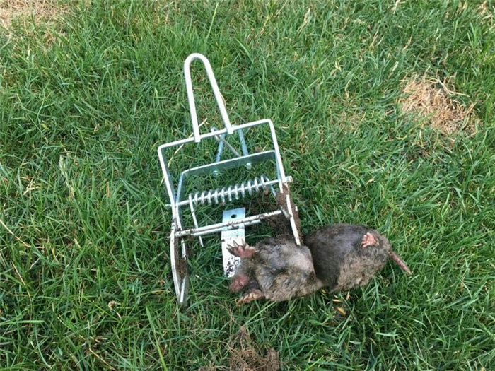 捕地鼠的夾子