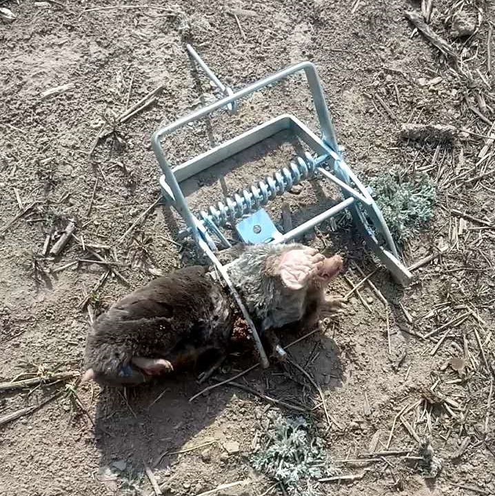 瞎鼠怎么抓 瞎鼠怎么抓