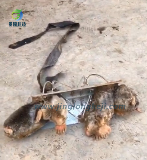 捕捉地皮子 捕捉地皮子