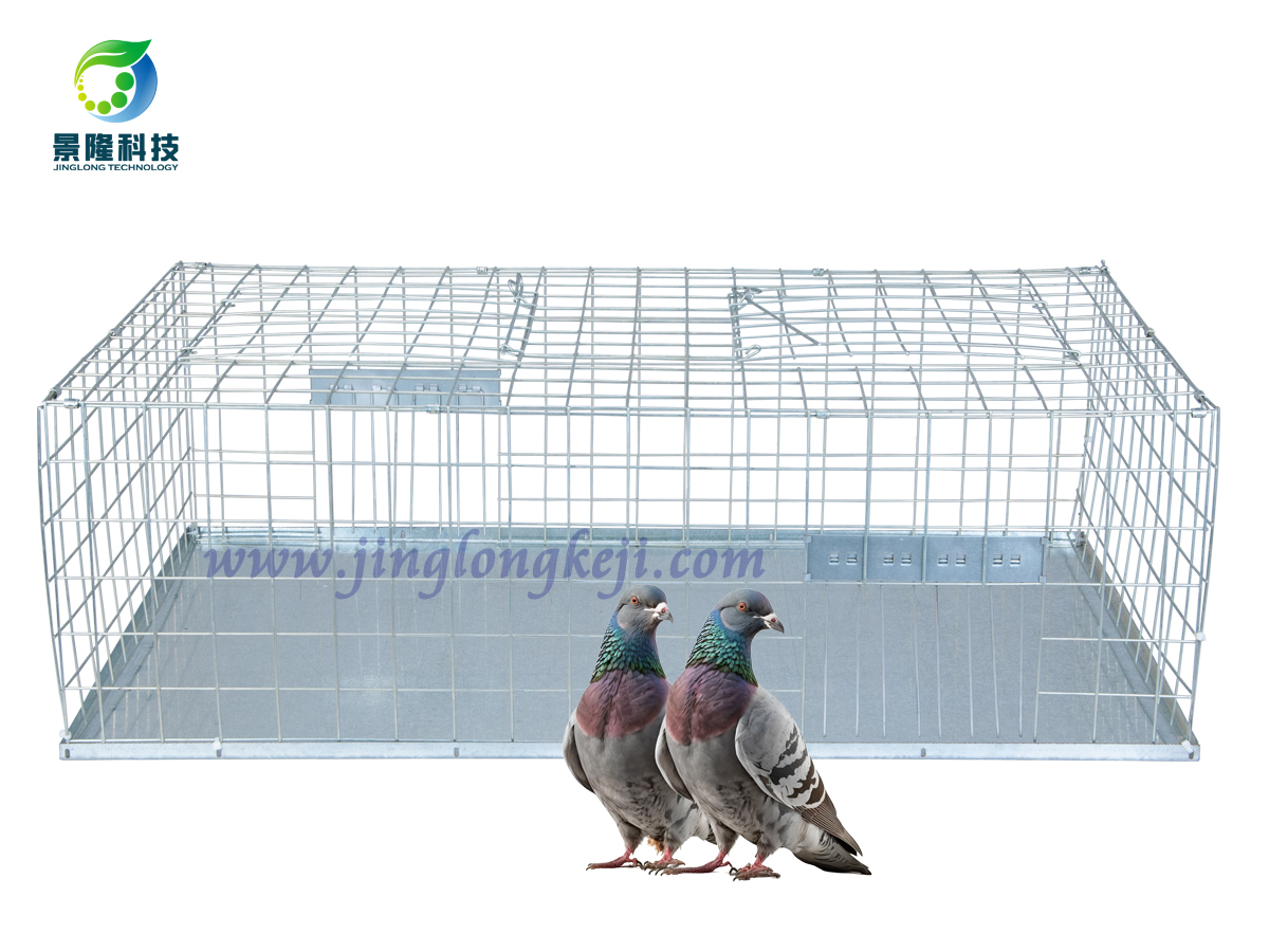 鴿子籠 鴿子籠